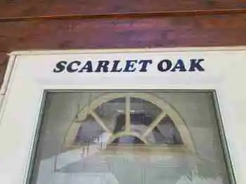 Scarlet Oak photo 2